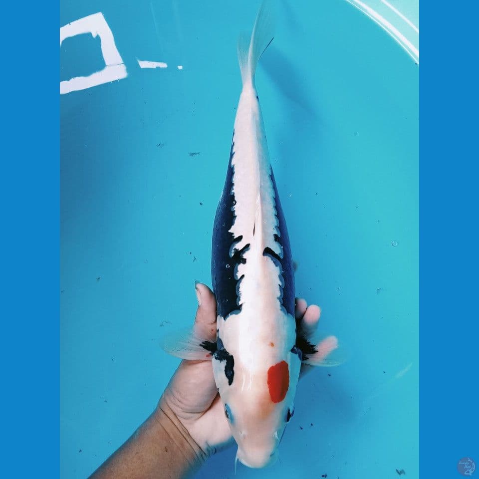 kumon 37cm