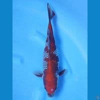 OCHIBA SHIGURE 30 CM