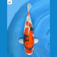 50cm F1 Sakai Showa Jumbo Tategoi 