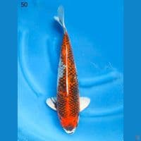 50cm Ready Show Jumbo Showa Kawarimono