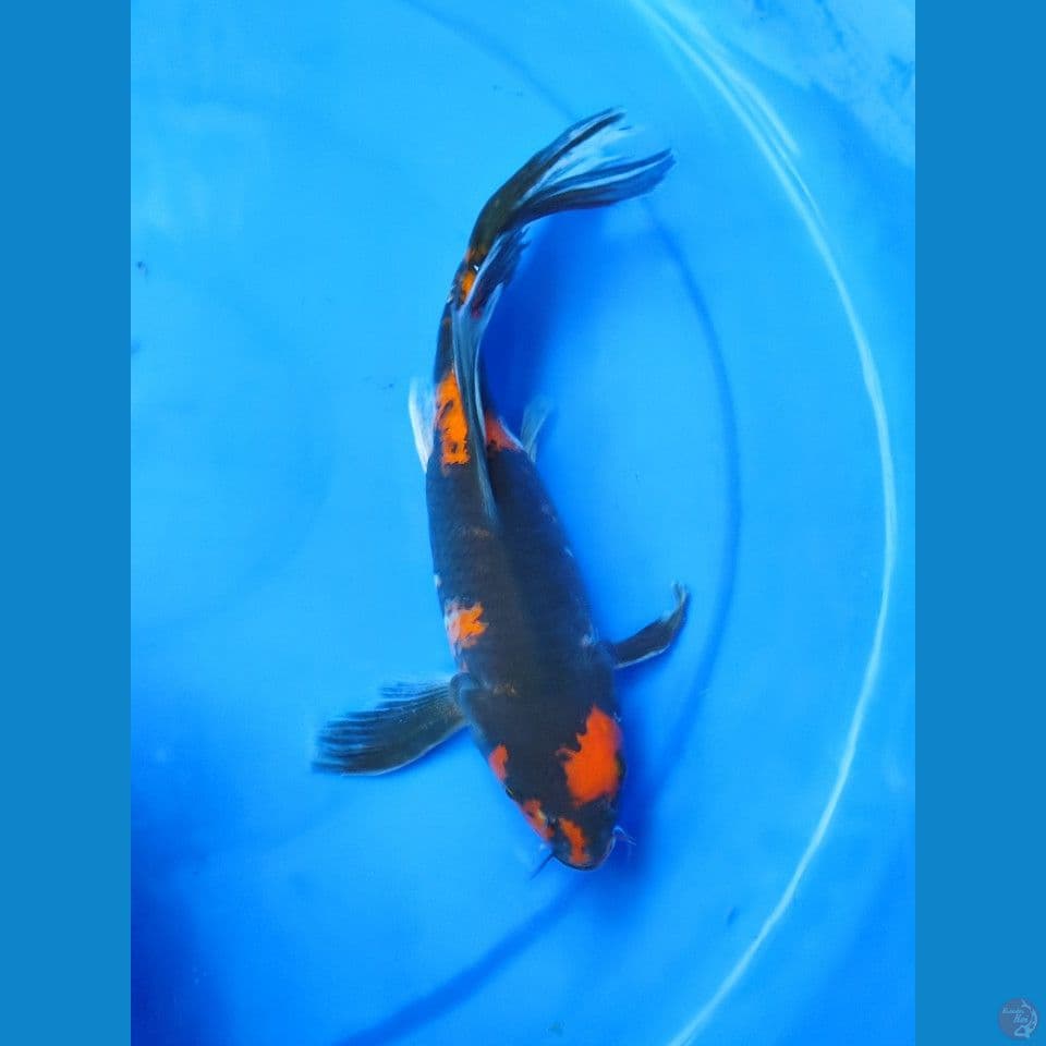 Butterfly Hi Showa 29 cm