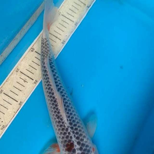 Asagi 37cm F1