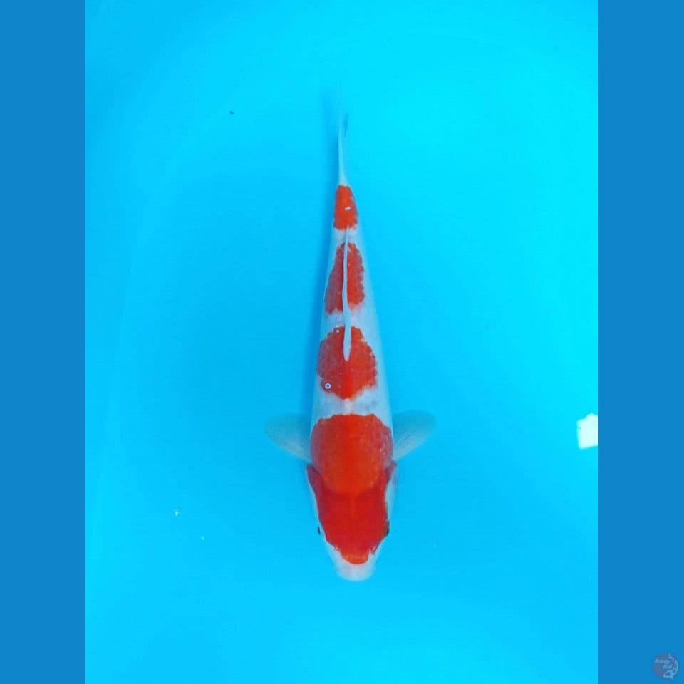 kohaku 30cm