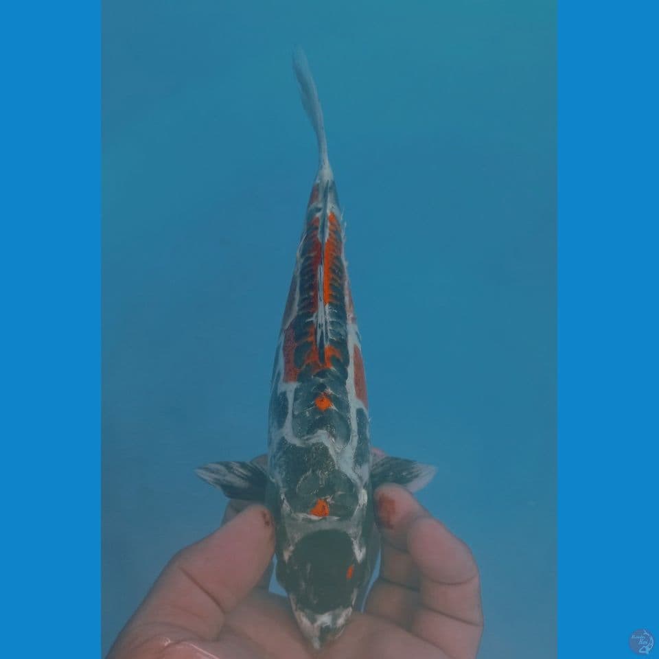 KIKO 25CM