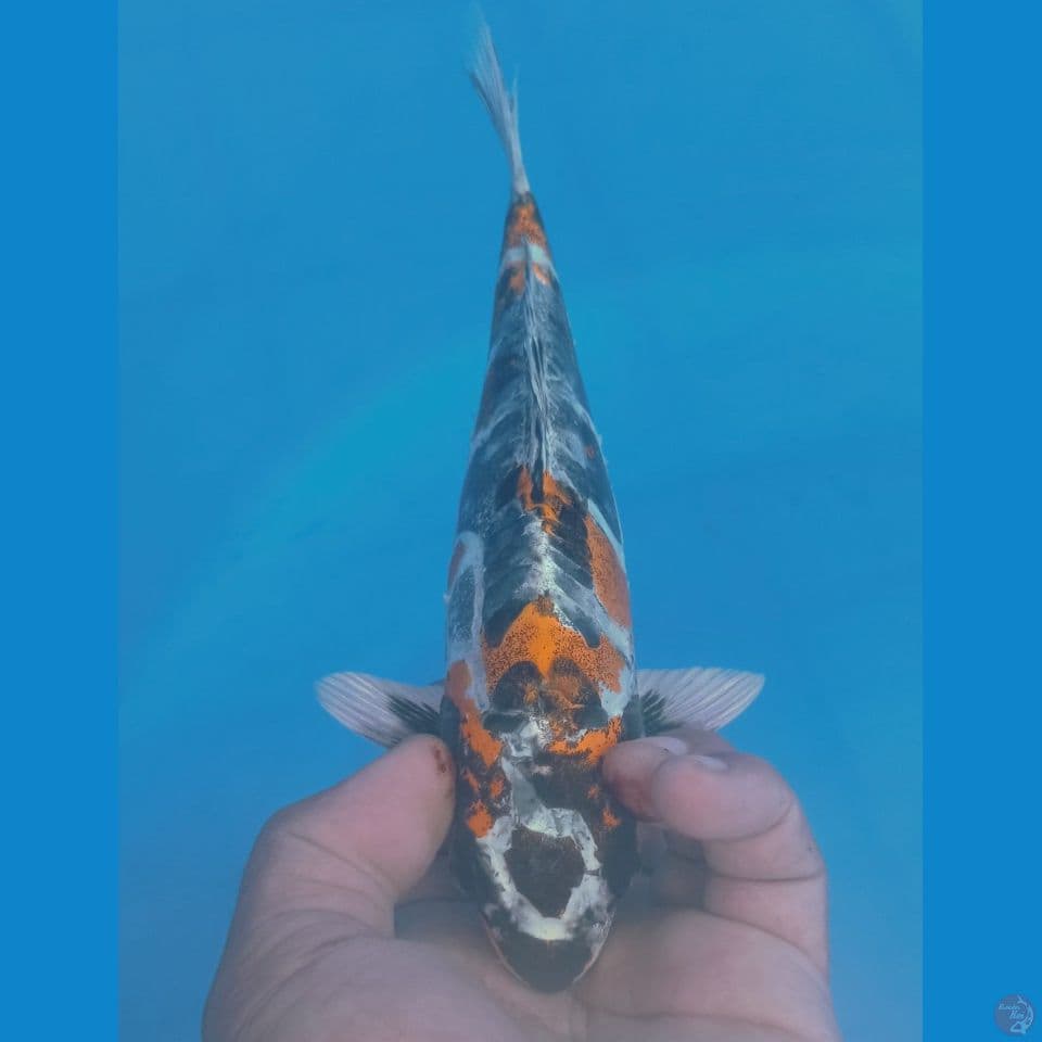 KIKO 25CM