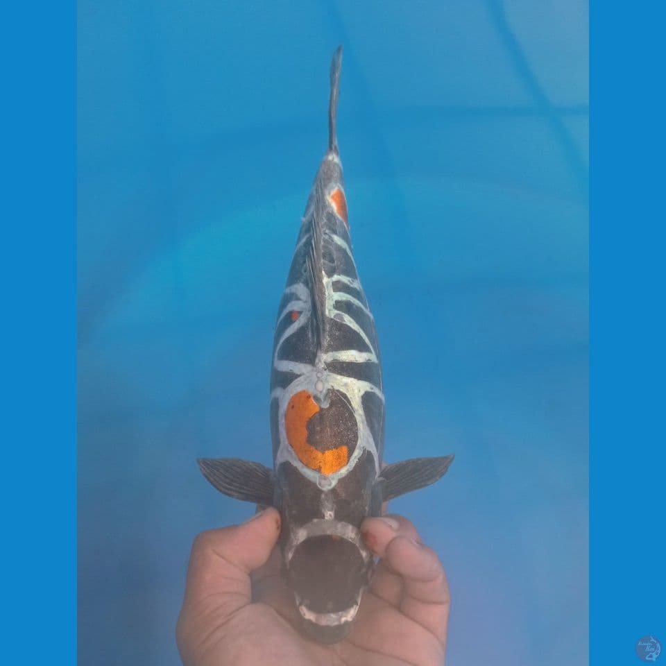 NARUTO 35CM