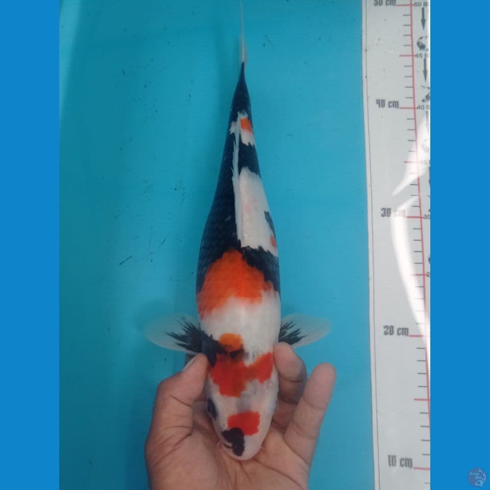 CALON INDUK 37CM