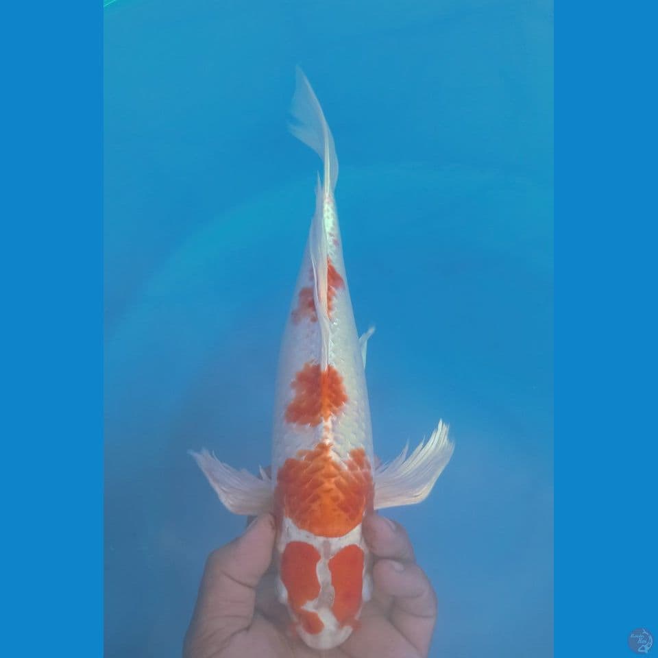 KUMPAY 37CM
