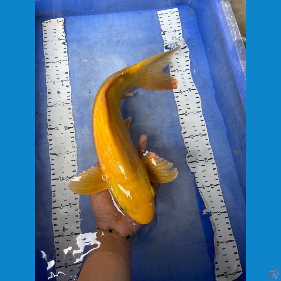 v6 karashi 41 punuk