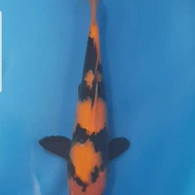 Hi Utsuri Good Pattern