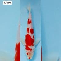 kohaku
