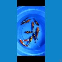 HQ mix kin showa kin hiutsuri 15-23cm 10 ekor