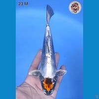 Tancho Kiko Original 23cm Jantan 