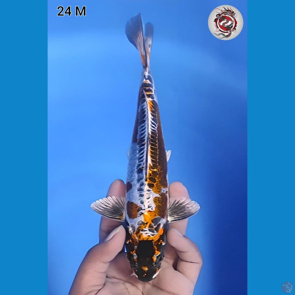 Kiko Joss 24cm Jantan 