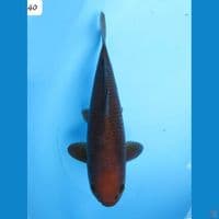 40cm male - Chagoi Tembaga 