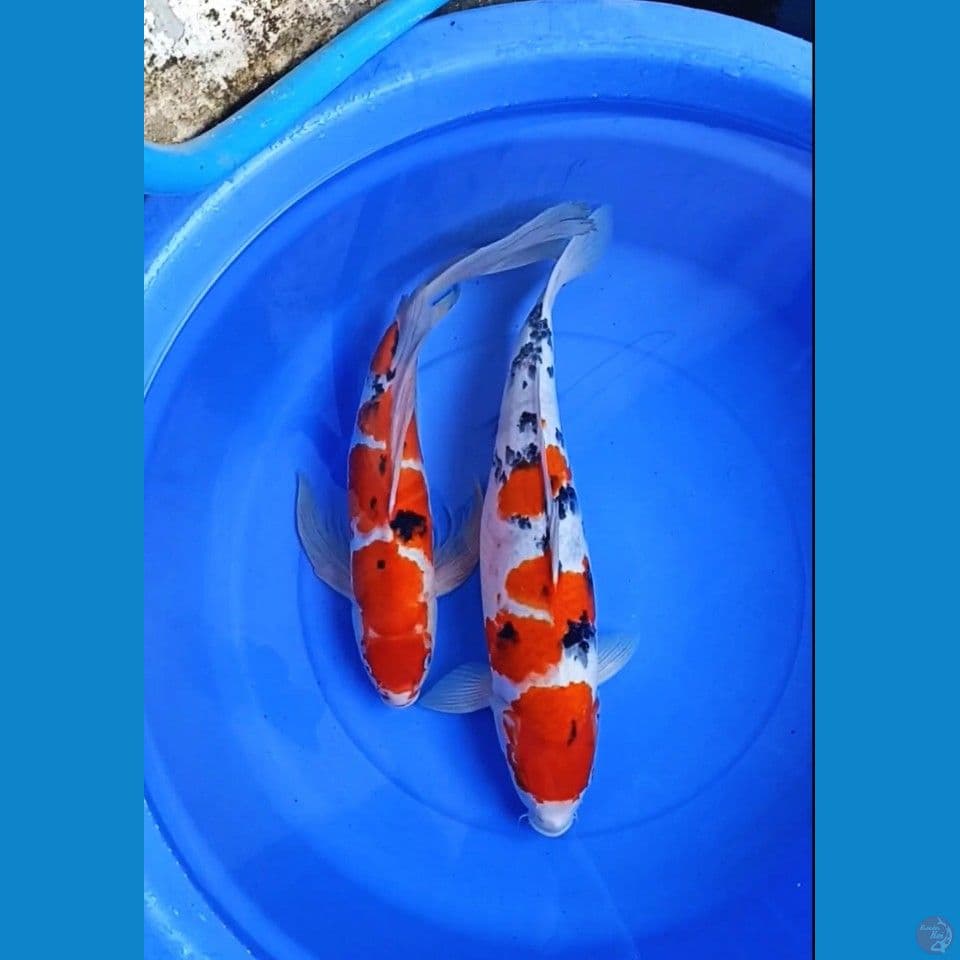kumpay sanke 47-49 cm