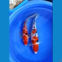 kumpay sanke 47-49 cm