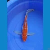 kohaku kumpay 43 cm