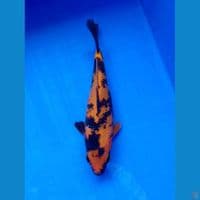 HI UTSURI 21CM