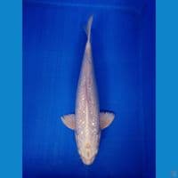 PLATINUM GINRIN MALE 37CM