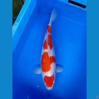 MARUTEN KIKUSHUI BULKY 43CM