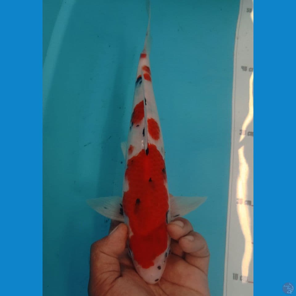 TATEGOI 32CM