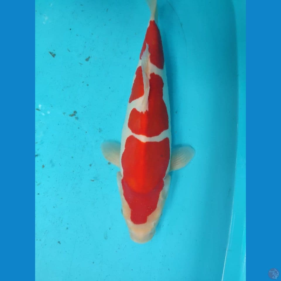 doitshu kohaku