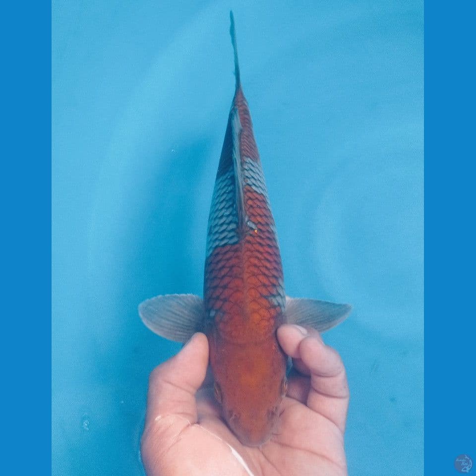 OCHIBA 32CM
