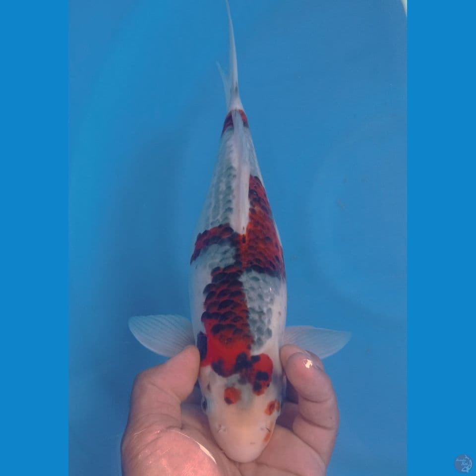 SHORT BODY 28CM