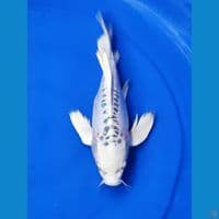 SB Butterfly / mirip hodie long. 27 cm.. 