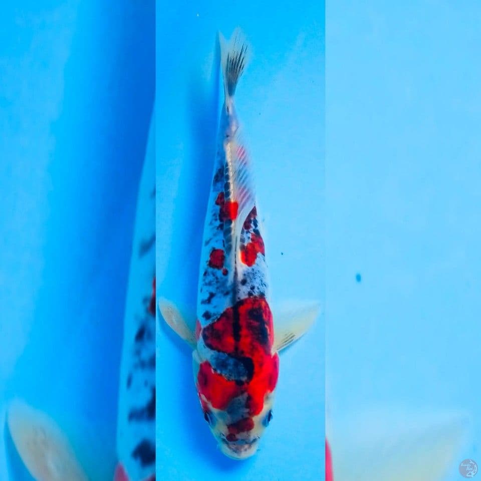 benikiko