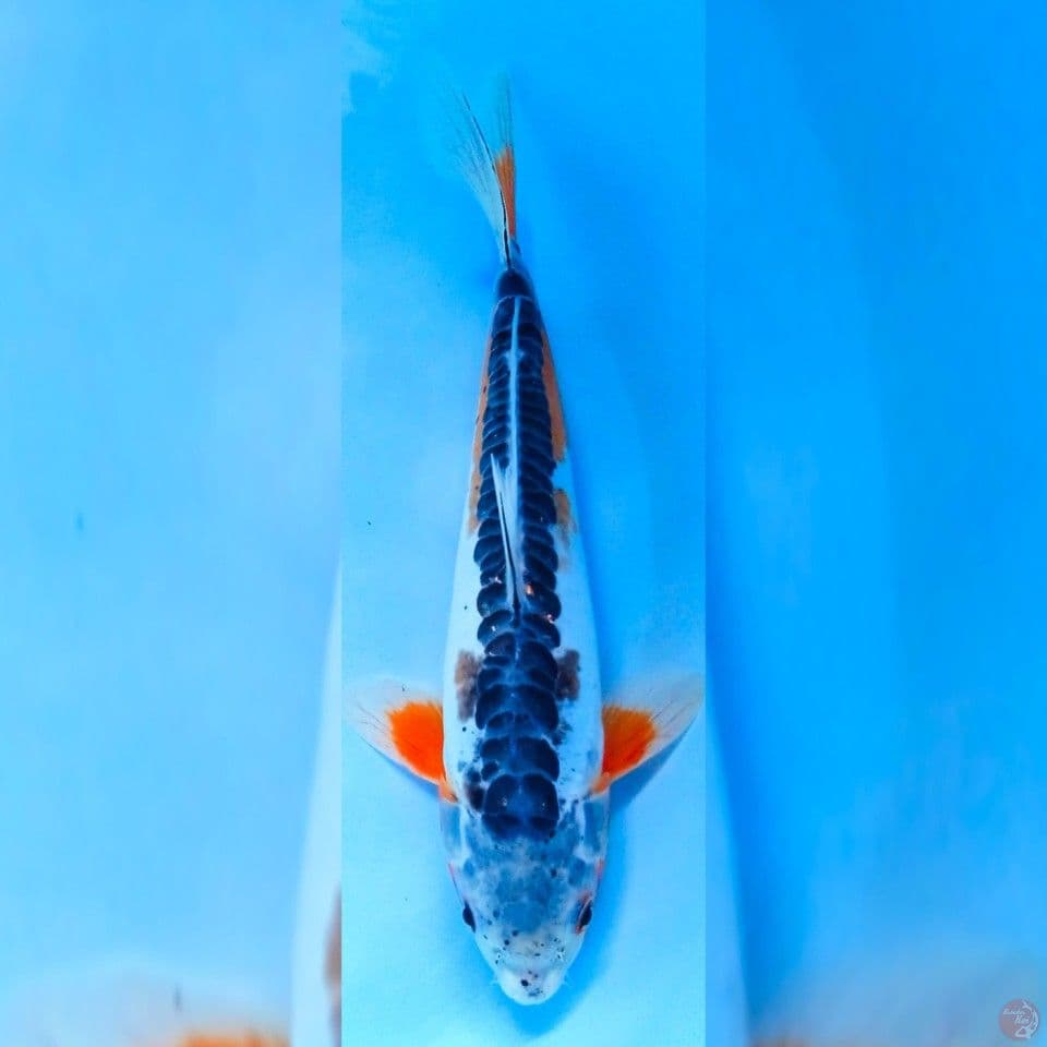 shusui 30cm male