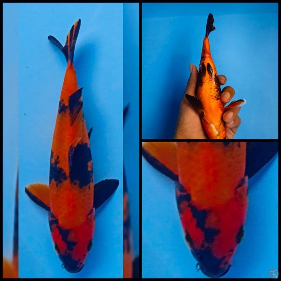 hi utsuri 23cm