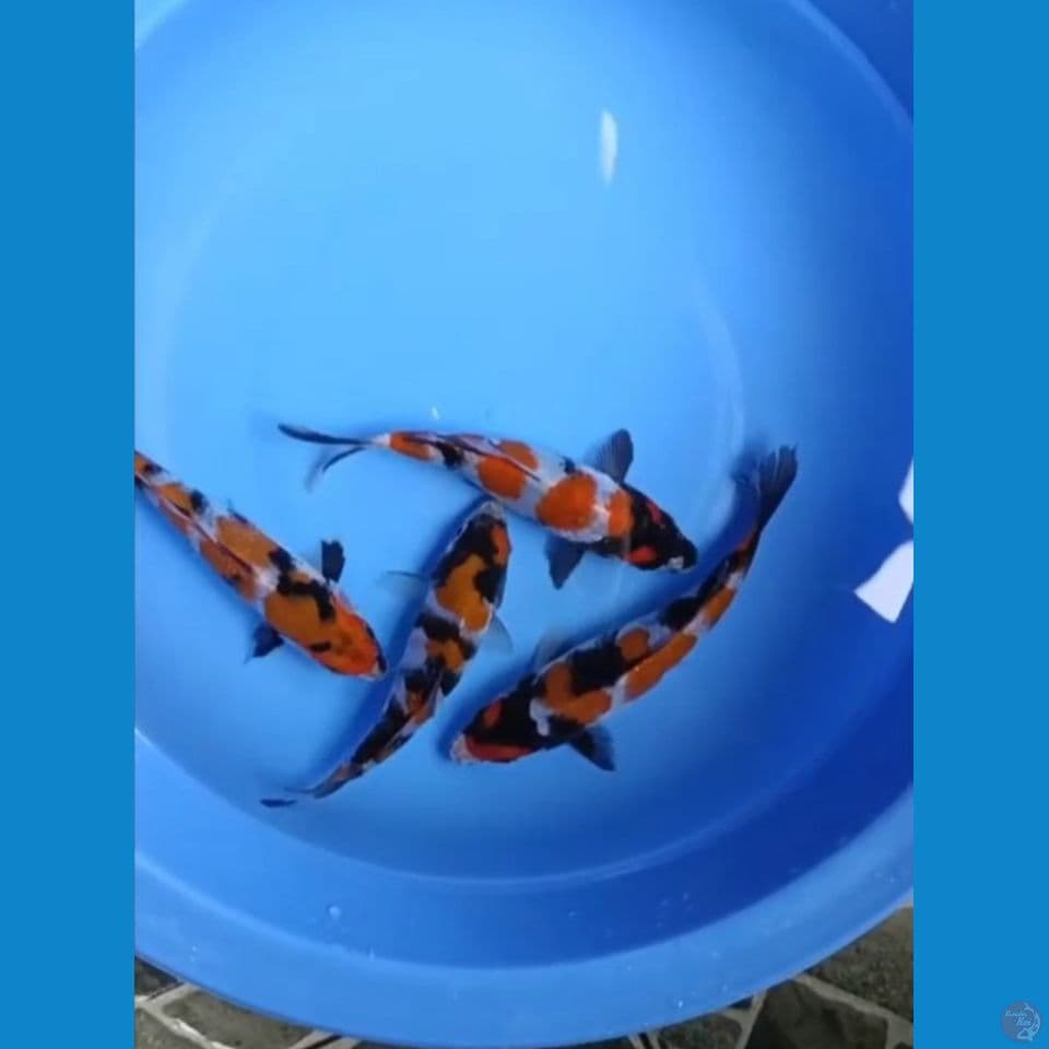 showa 20 cm Bu