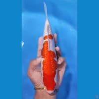 KOHAKU GINRIN PADAT 27CM - FEEMALE 