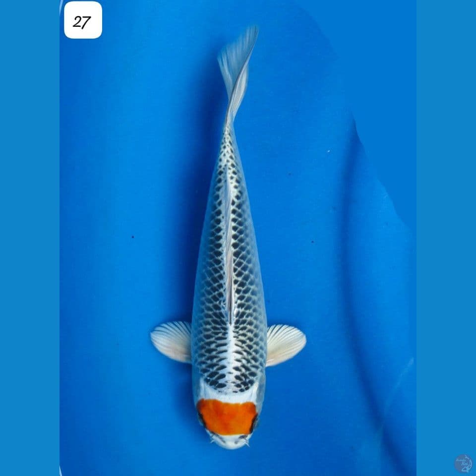 27cm Tancho Kujaku Kaneko Original