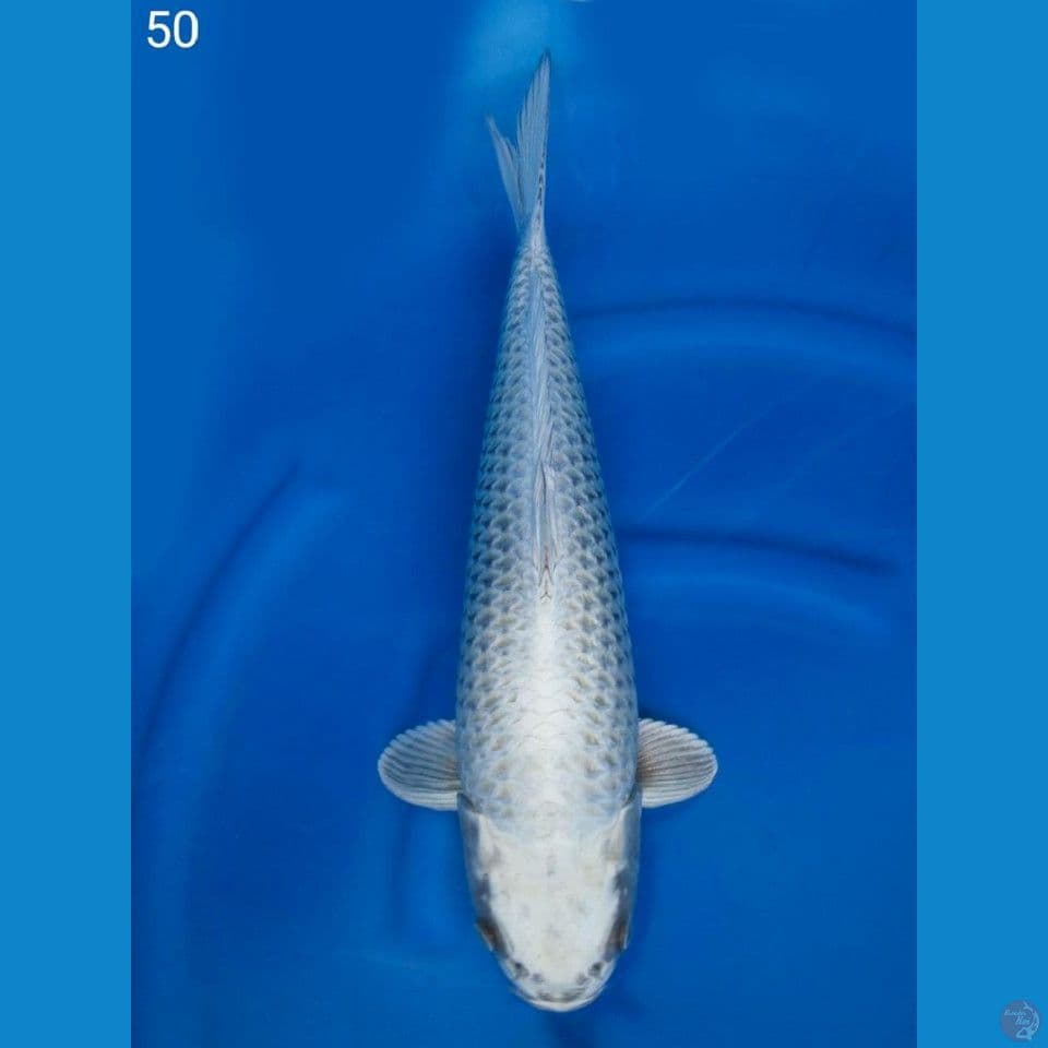 52cm Jumbo Mukasi Ogon 
