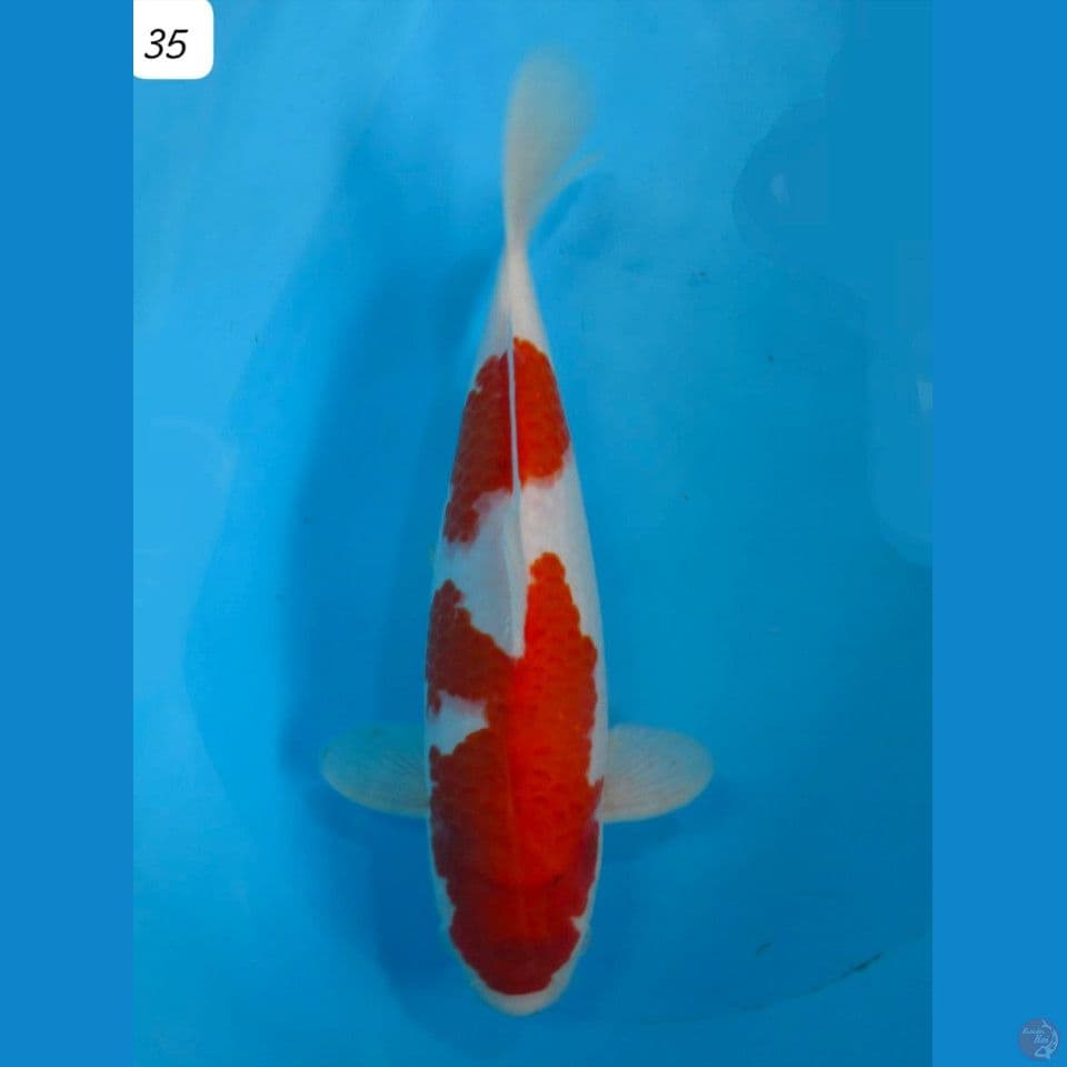 35cm Super Male Kohaku