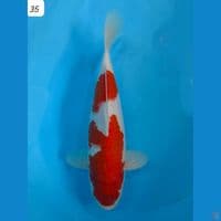 35cm Super Male Kohaku