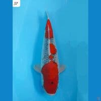37cm Goshiki Racing 