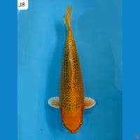 40cm Super Matsuba Orenji
