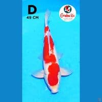 Kohaku jumbo 49cm
