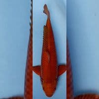 chagoi