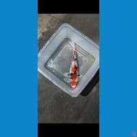 Maruten Showa  Tategoi - 20 cm