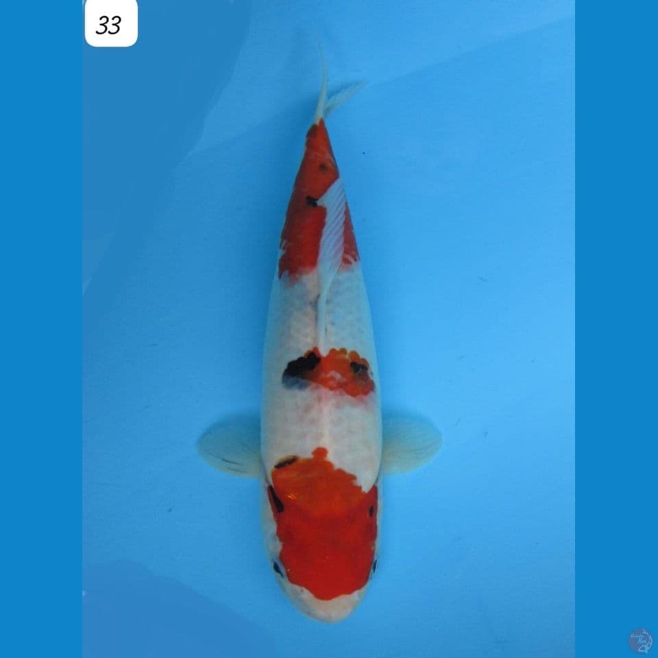 33cm - Showa Tategoi