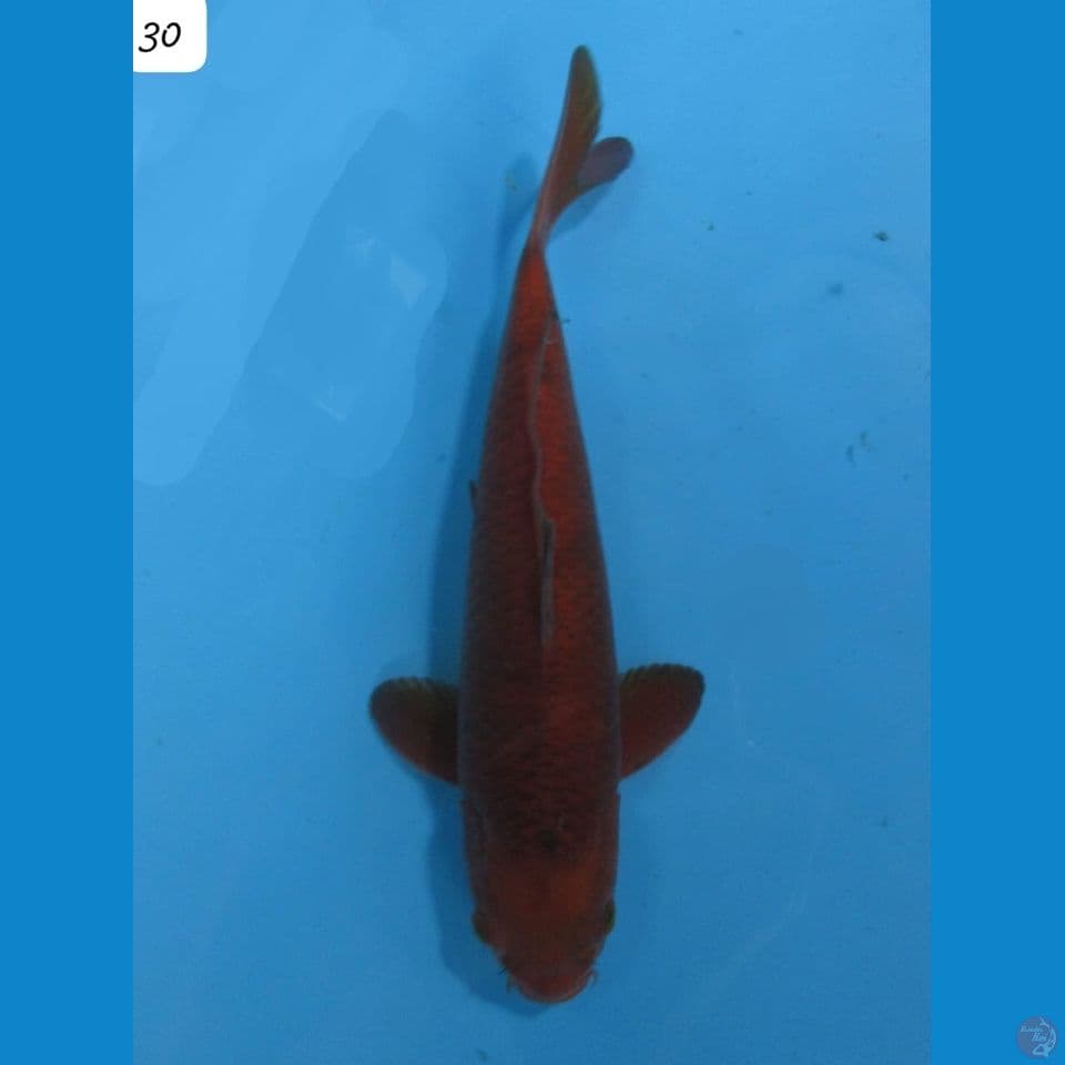 30cm - Chagoi tembaga