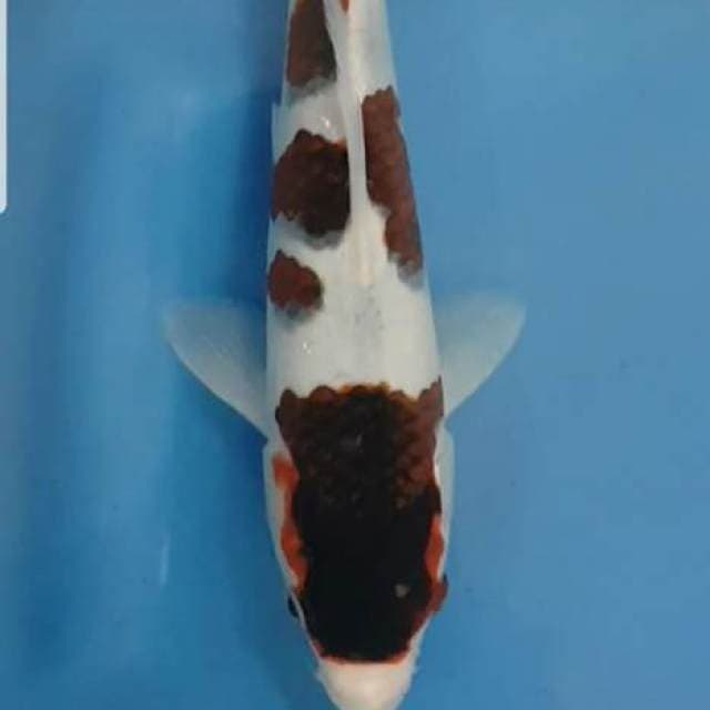 Goromo Good Pattern 28 cm