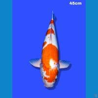 45 cm jantan