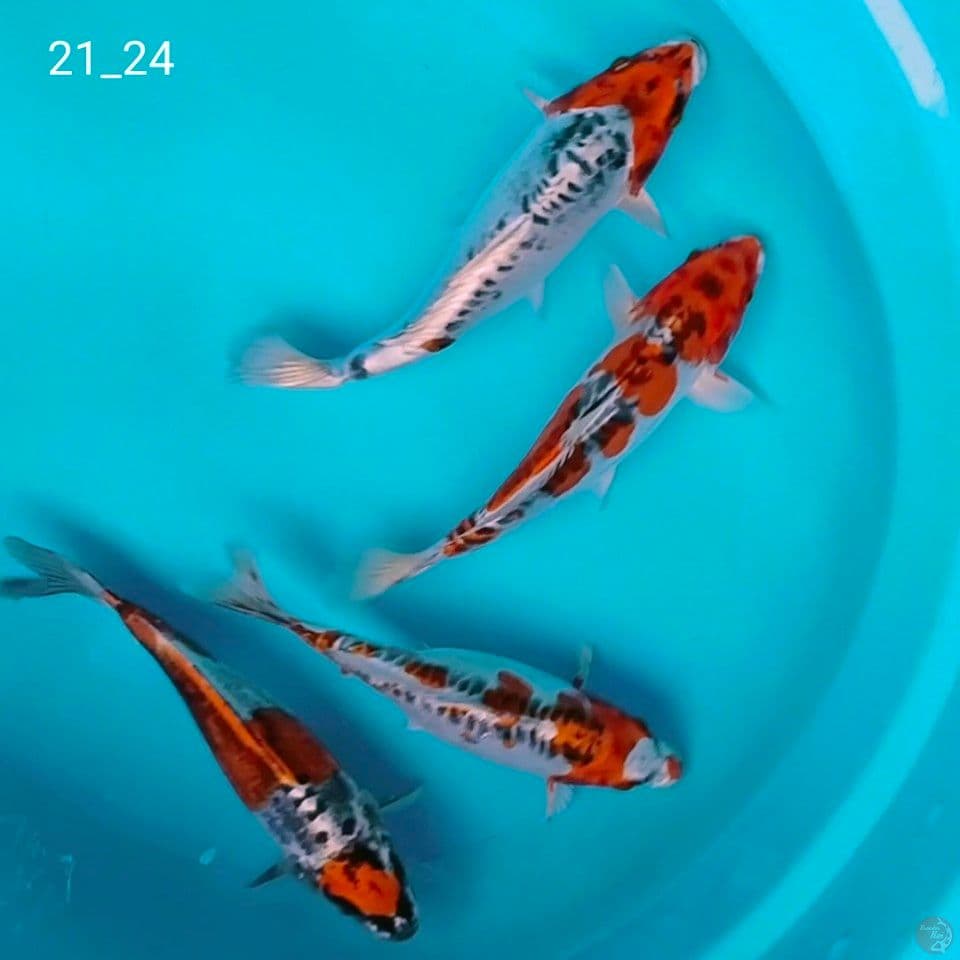kikokuryu 21_24cm
