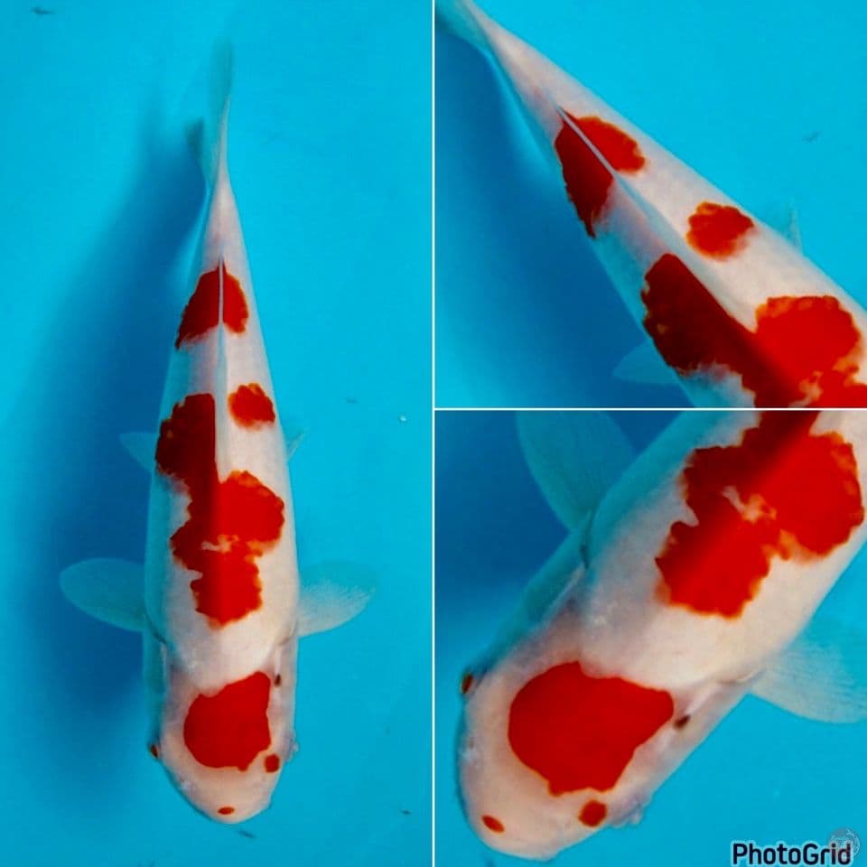 28cm - Kohaku Maruten